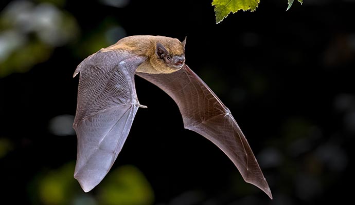 Bat flying residential area