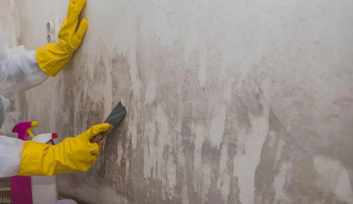 Professional removing mold from wall