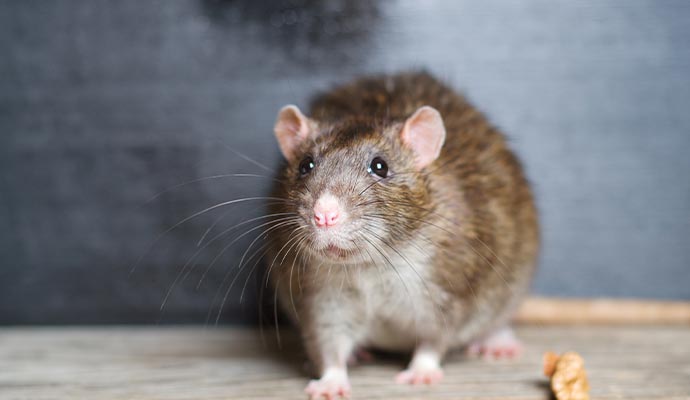 Common house rat infestation