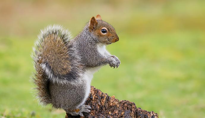 Gray squirrel on tree stump