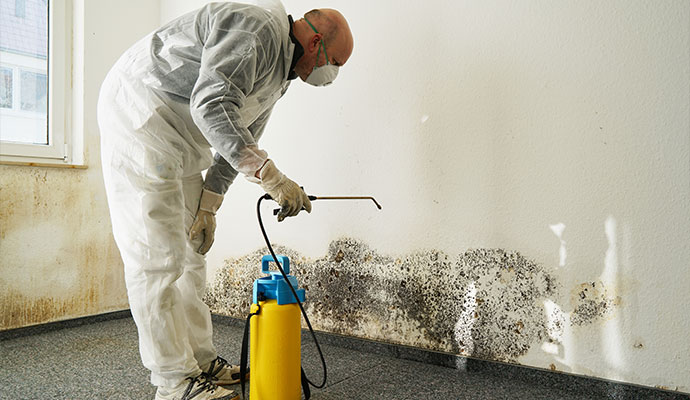 Mold cleanup service
