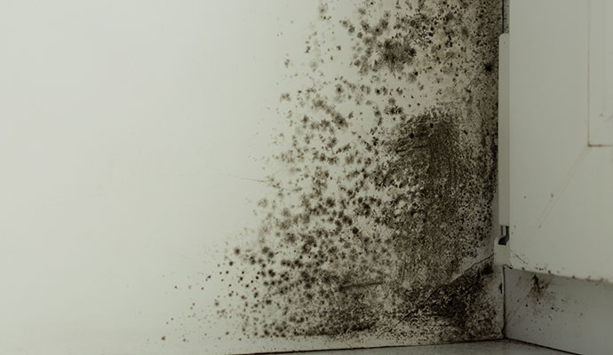 Black mold growth on the wall