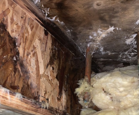 Moldy crawl space