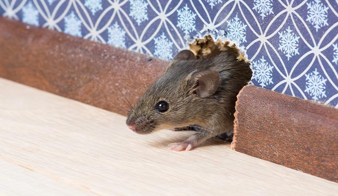 Mouse emerging from hole in wall