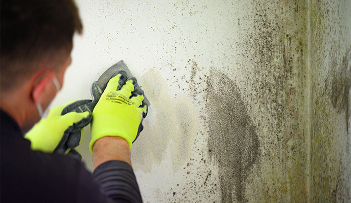Professional mold remediation service