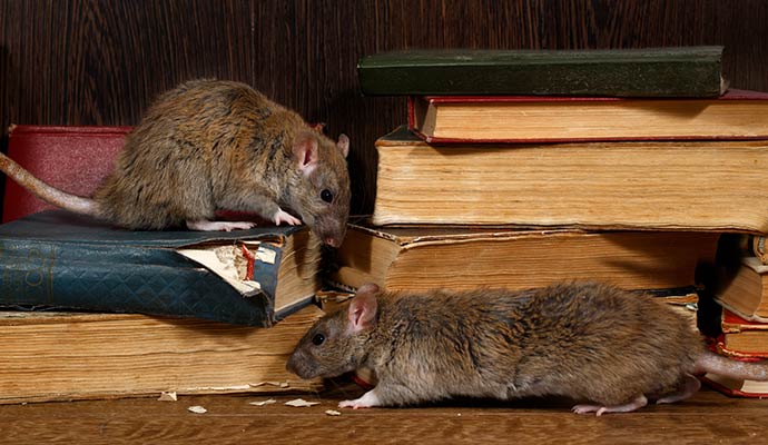 Rodent infestation books damage