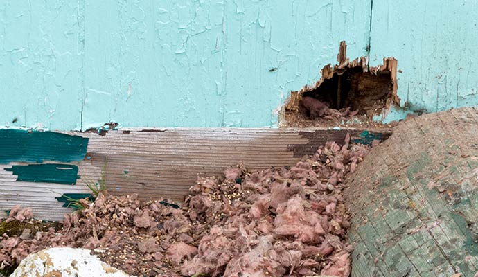 Rodent nest and chewed wall damage