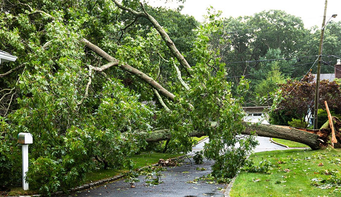 Storm damaged large tree fallen across a residential driveway