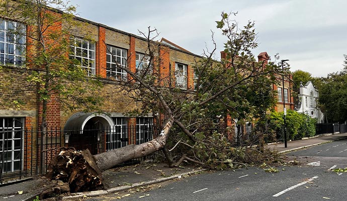 Big tree fallen due to strong wind