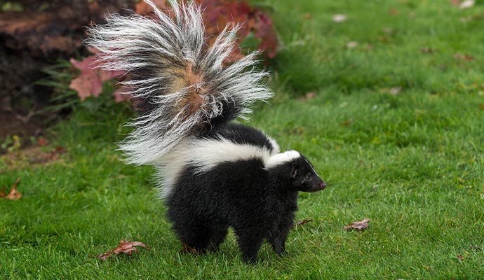 Striped skunk in residential