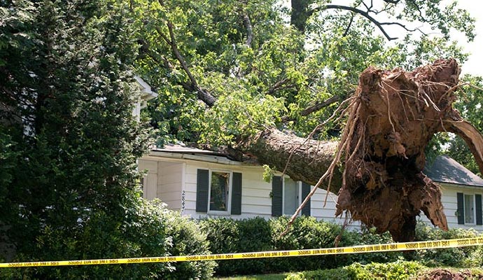 Tree fallen on house roof